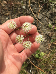 Perideridia pringlei