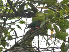 Chlorornis riefferii