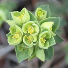 Euphorbia yaquiana