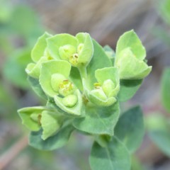 Euphorbia yaquiana