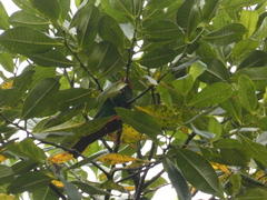 Chlorornis riefferii