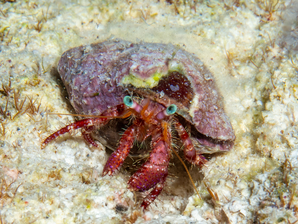 stareye hermit