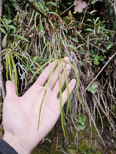 Pteris dactylina