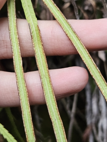 Pteris dactylina, photograph 3