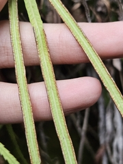 Pteris dactylina, photograph (c) Yu-Chang Chen, some rights reserved (CC BY)