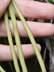 Pteris dactylina, photograph (c) Yu-Chang Chen, some rights reserved (CC BY)