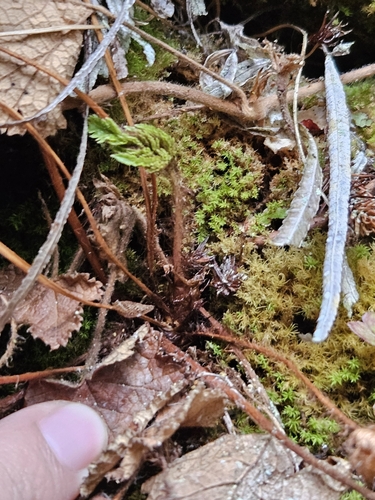 Pteris dactylina, photograph 5