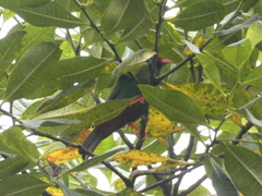 Chlorornis riefferii