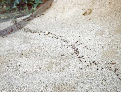Matabele Ant