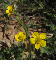 Ranunculus damascenus