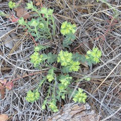 Euphorbia yaquiana