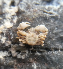 Ebalia edwardsii