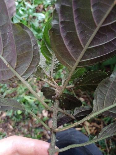 Image of Justicia carnea by (c) JG, some rights reserved (CC BY)