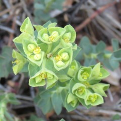 Euphorbia yaquiana