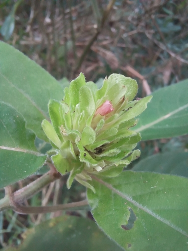 Image of Justicia carnea by (c) JG, some rights reserved (CC BY)