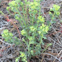 Euphorbia yaquiana