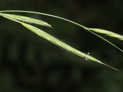 Brachypodium sylvaticum iNat (2)