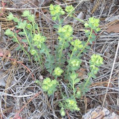 Euphorbia yaquiana