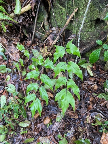 Image of Cyrtomium caryotideum by (c) Yu-Chang Chen, some rights reserved (CC BY)