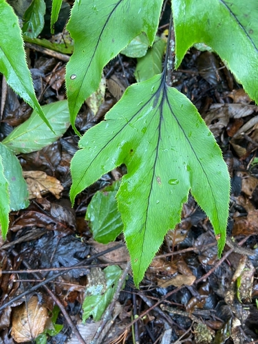 Cyrtomium caryotideum, photograph 4