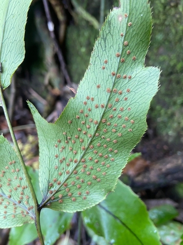 Cyrtomium caryotideum, photograph 5
