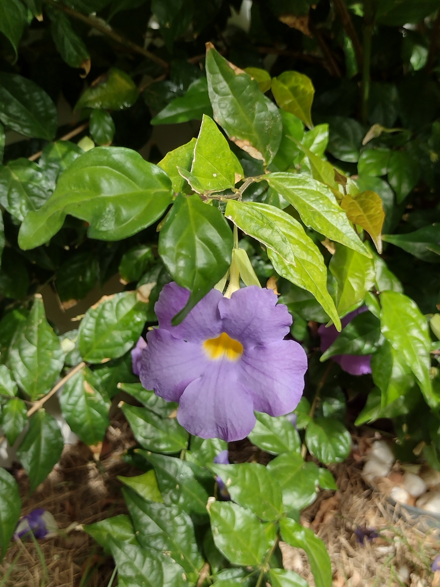 Thunbergia erecta