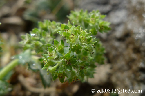 Alchemilla japonica iNat (3)