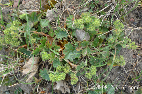 Alchemilla japonica