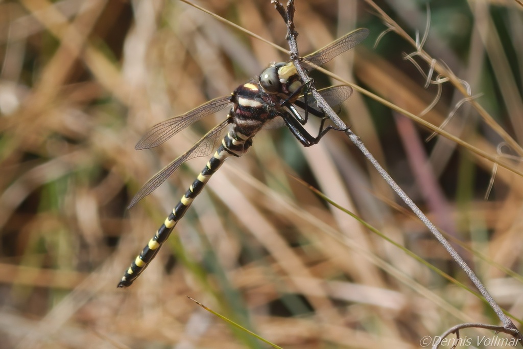 Say's Spiketail