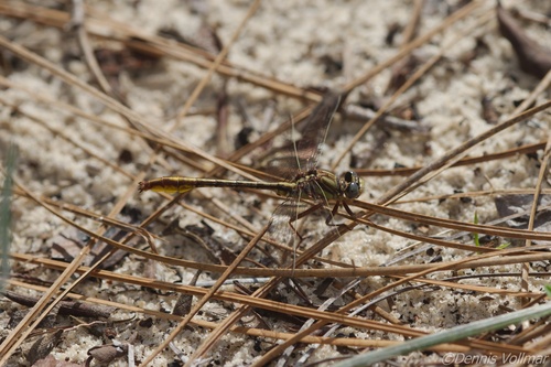 Sandhill Clubtail photo 3