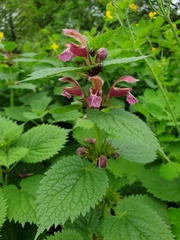 Lamium orvala