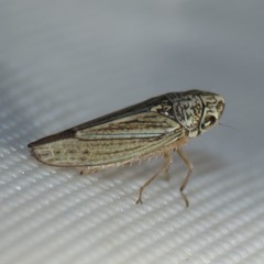 Amphigonalia severini