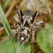 Habronattus coecatus - Photo (c) Jason M Crockwell, some rights reserved (CC BY-NC-ND), uploaded by Jason M Crockwell