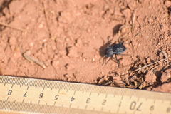 Microschatia inaequalis