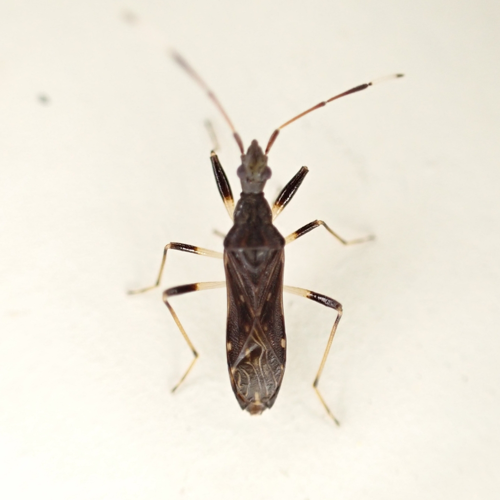 Baranowskiobius elegans