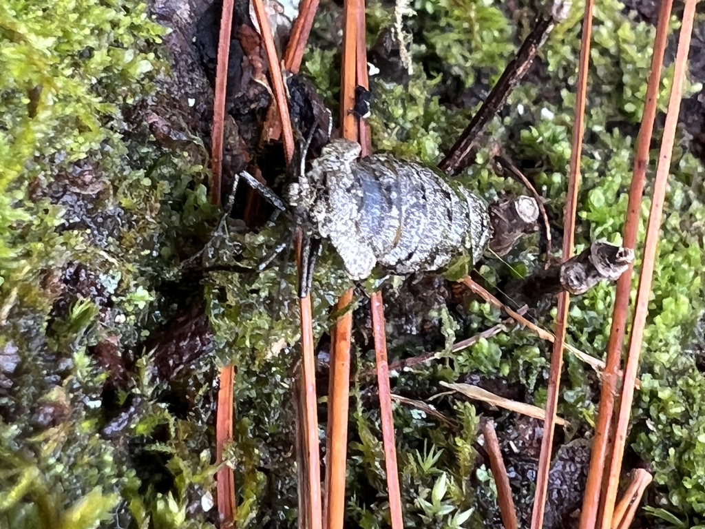 Fallen Insect Winged and Once-winged Insects from Rochester, MA, US on March 10, 2024 ...
