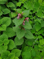 Lamium orvala
