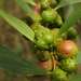 Longleaf Wattle Gall Wasp - Photo (c) Duarte Frade, some rights reserved (CC BY), uploaded by Duarte Frade