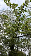 Davidia involucrata