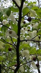 Davidia involucrata