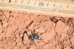 Microschatia inaequalis