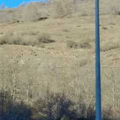 Cervus elaphus
