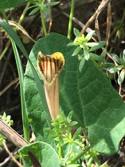 Aristolochia paucinervis
