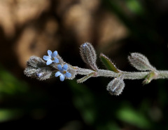 Rochelia disperma