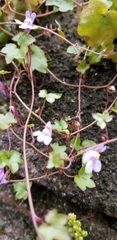 Cymbalaria muralis