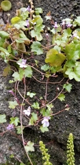 Cymbalaria muralis