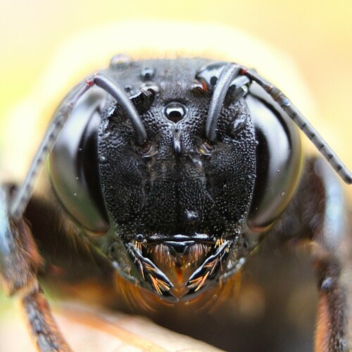Eastern Carpenter Bee photographed in Ohio