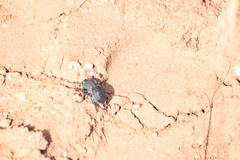 Microschatia inaequalis