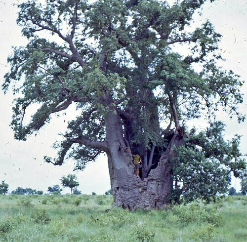 African baobab