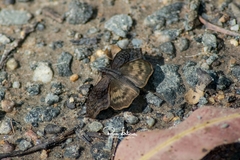 Theagenes dichrous